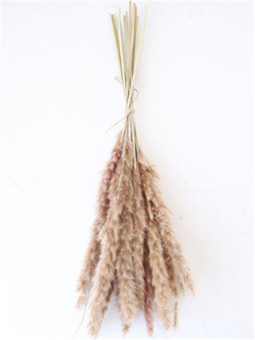 Dried Pampas Grass in Bunch